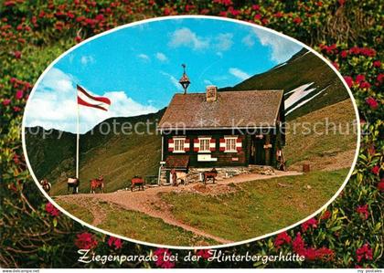 Sillian Tirol Ziegenparade bei der Hinterbergerhuette