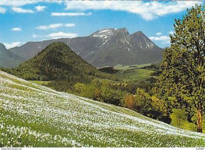 AK 071608 AUSTRIA - Ausseer Land - Narzissenwiese