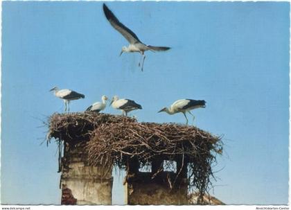 20066839 - Burgenland - Storchennest