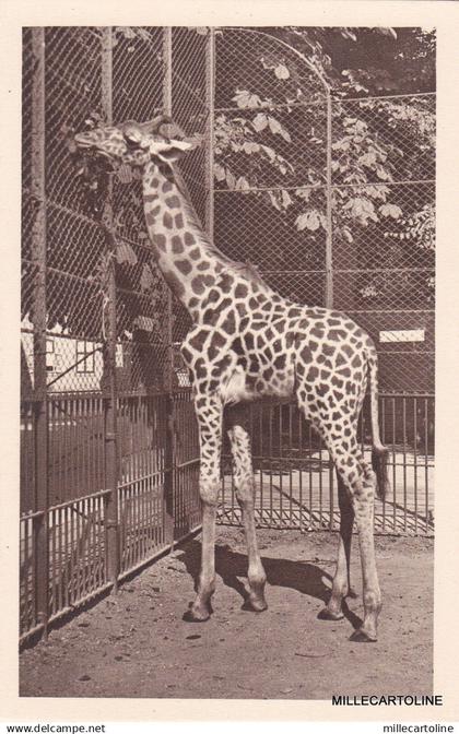 AUSTRIA - Wien - Schonbrunn - Tiergarten - Tschad Giraffe