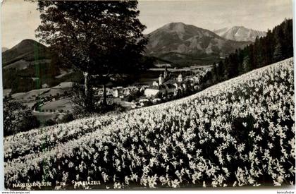 Mariazell/Steiermark - Mariazell, Narzissenblüte