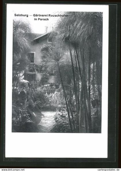 AK Salzburg-Parsch, Gärtnerei Rauschhofer, Exotischer Garten, Cyperus Papyrus
