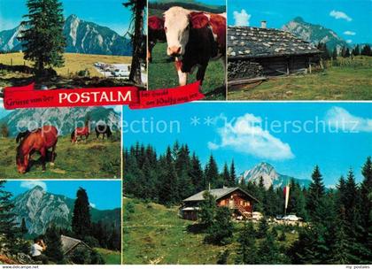 Strobl Wolfgangsee Postalm Kuh Pferde