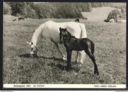 AK Köflach, Bundesgestüt Piber, Stute mit Fohlen