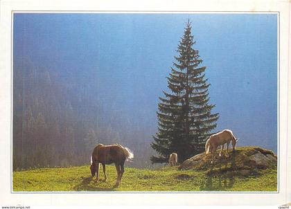 CPM Osterreich Tyrol Lipizzans
