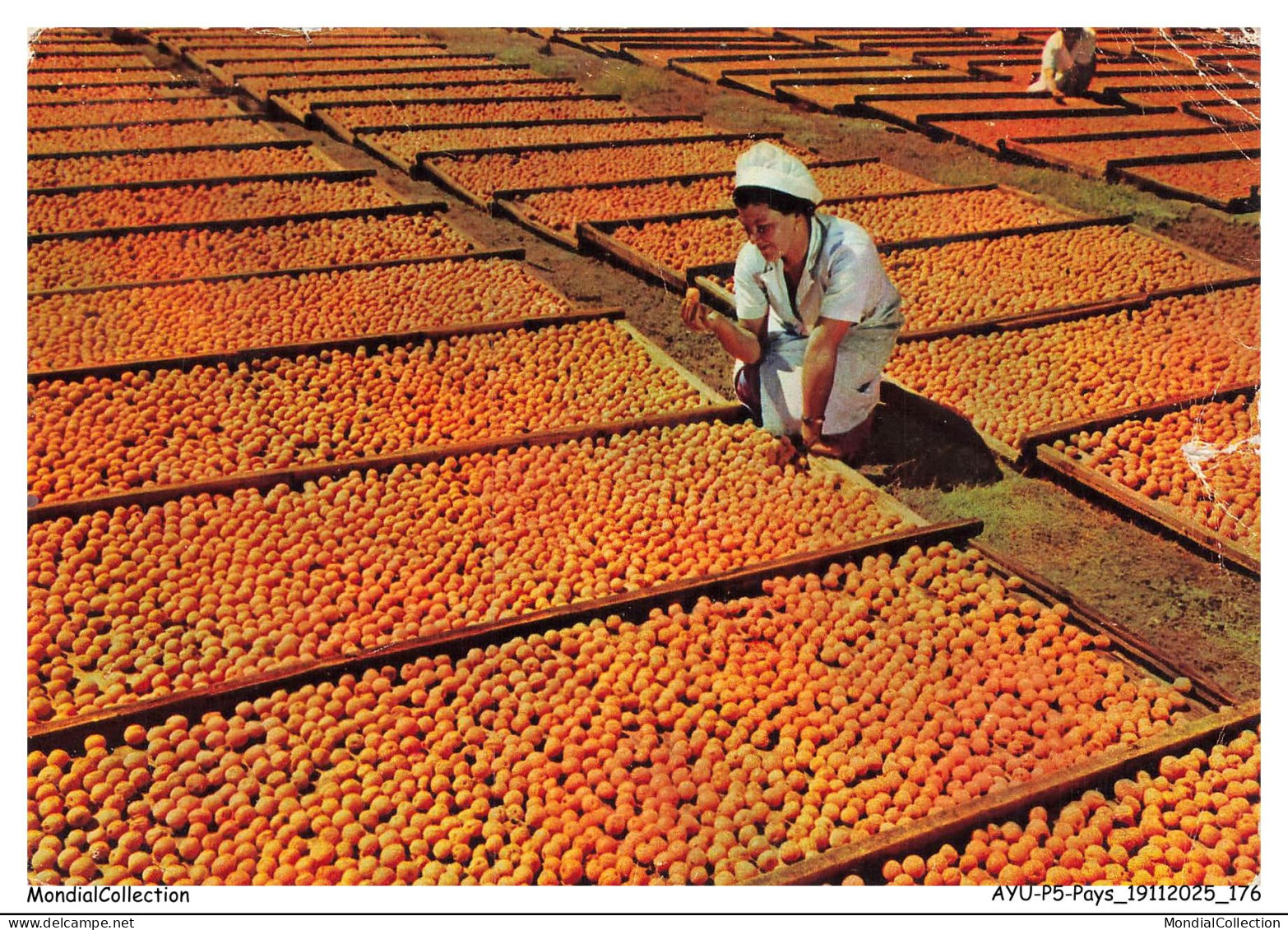 AYUP5-0395-BOTSWANA - BECHUANALAND - Drying apricots