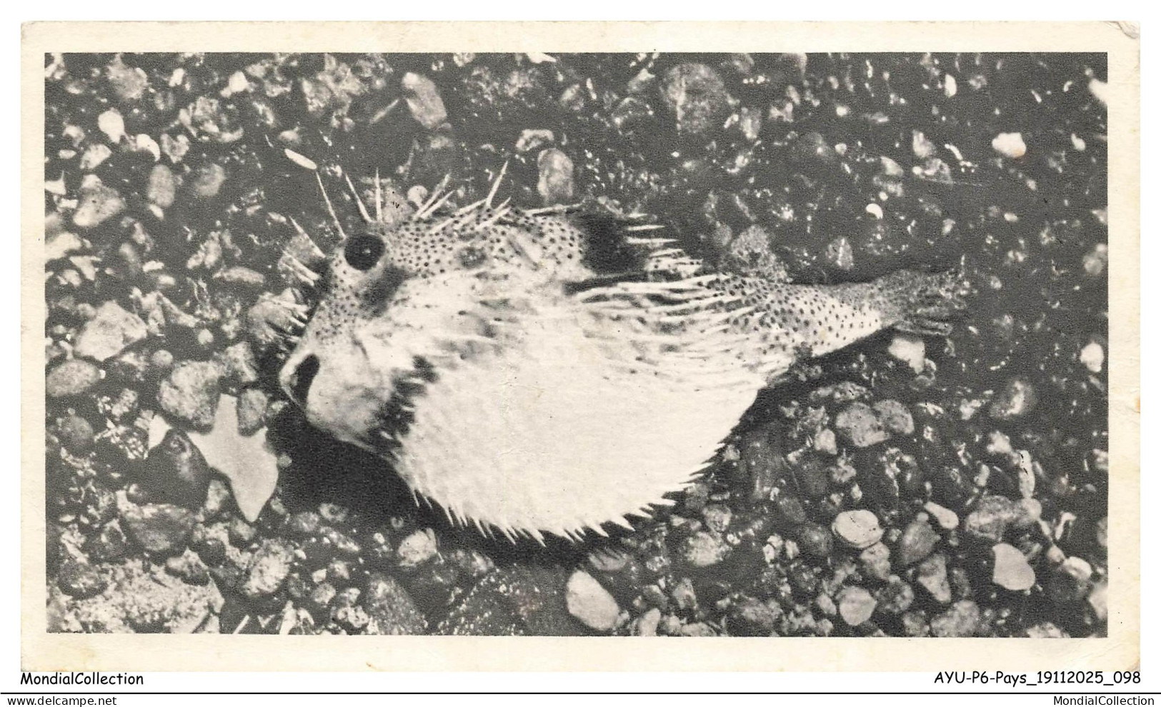 AYUP6-0446-SAINTE-HELENE - ASCENSION - Poisson armé