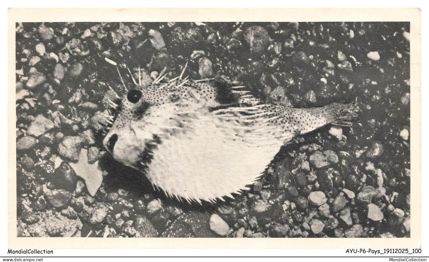 AYUP6-0447-SAINTE-HELENE - ASCENSION - Poisson armé