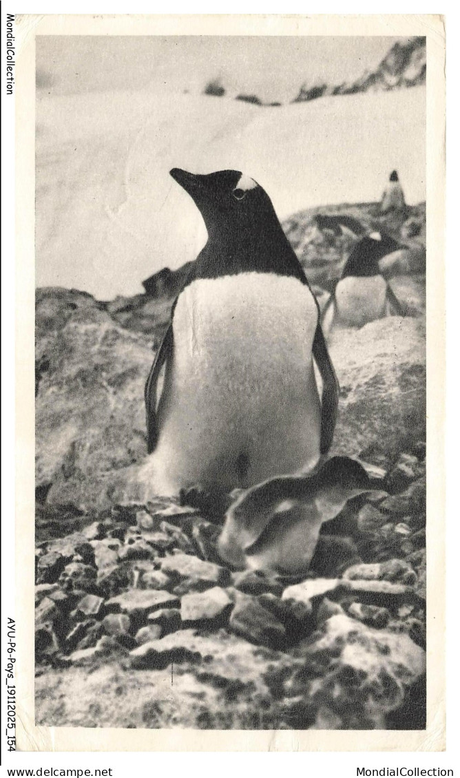 AYUP6-0474-FALKLAND - Pingouin et son poussin