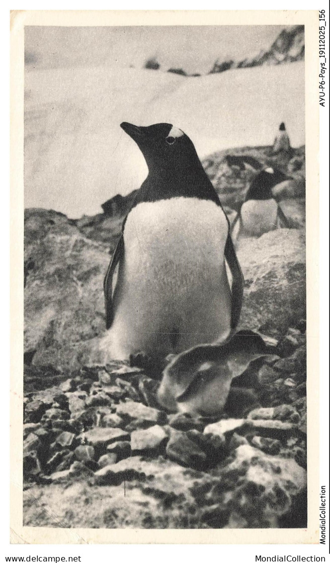 AYUP6-0475-FALKLAND - Pingouin et son poussin