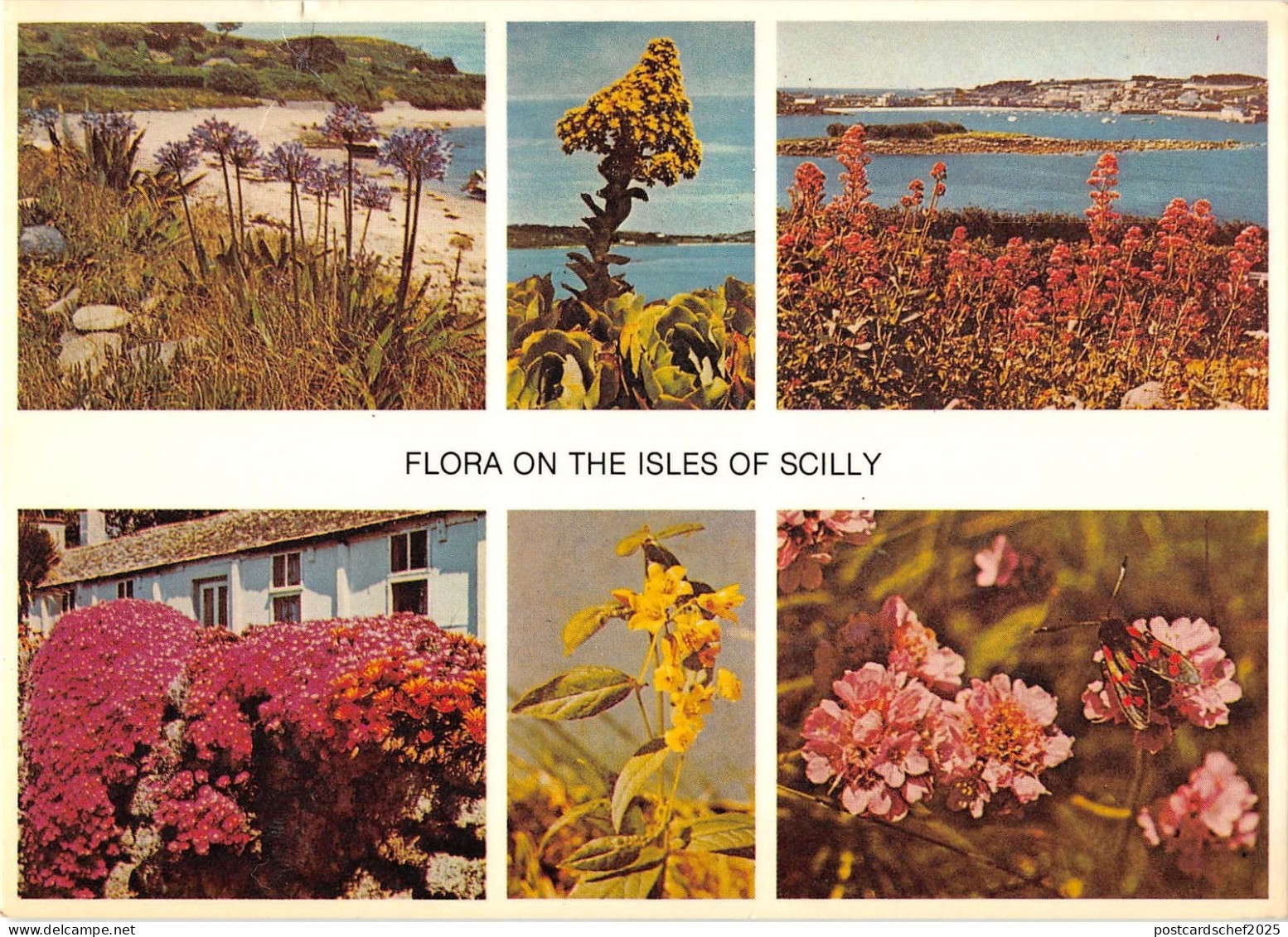 B100448 flora on the isles of scilly uk