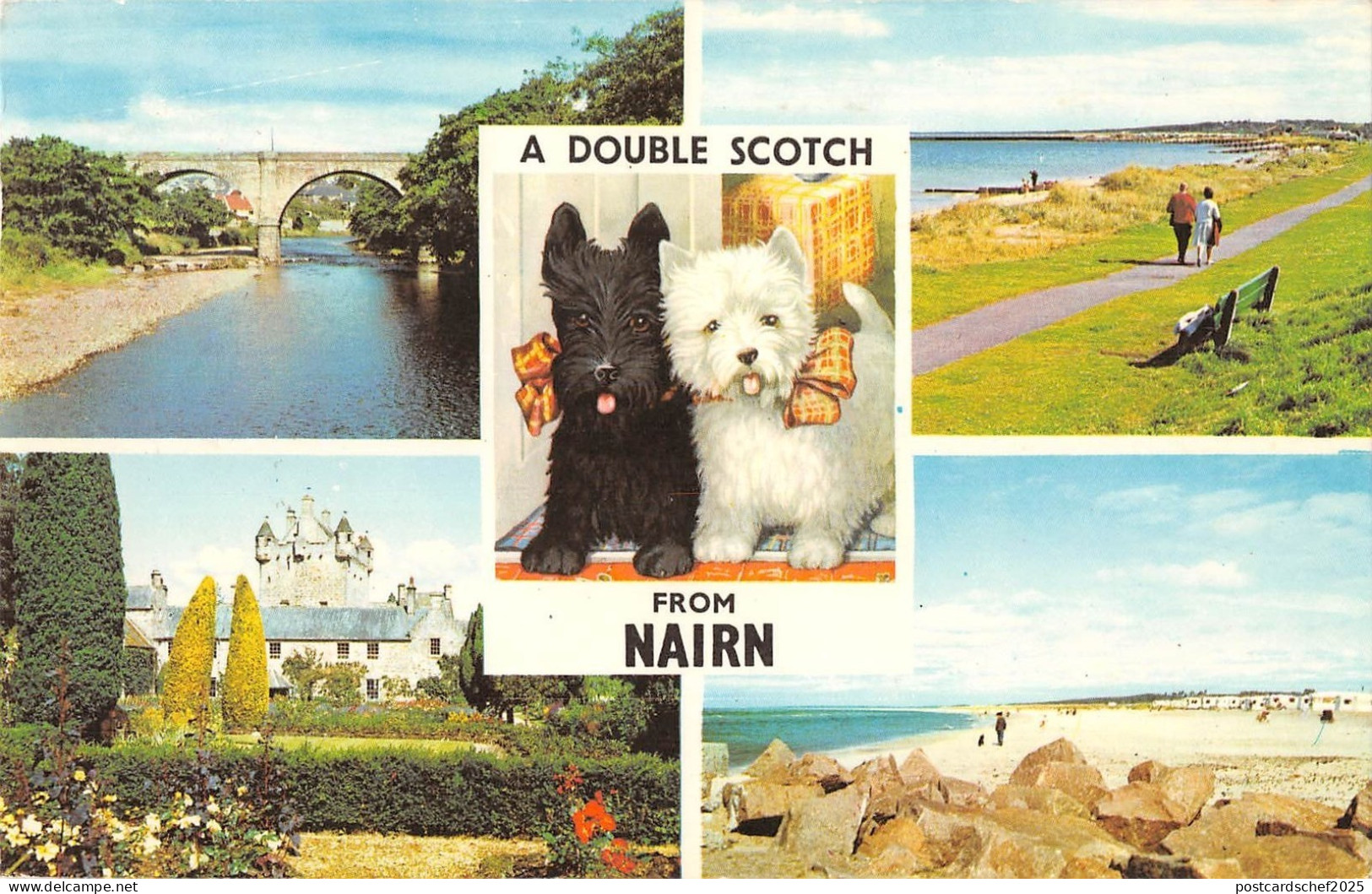 B103966 a double scotch from nairn dog    scotland