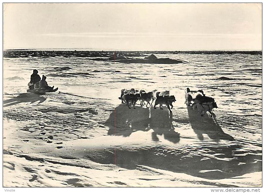 B16-1854 : ESQUIMAUX ESKIMOS   CHIENS DE TRAINEAU