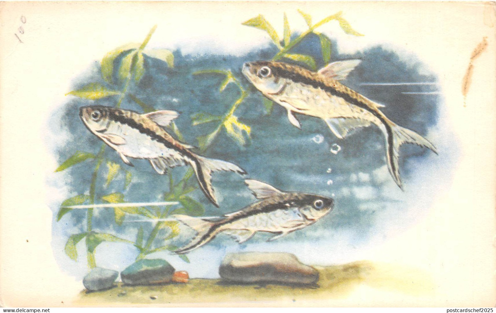 B27602 Poissons Fish Russia