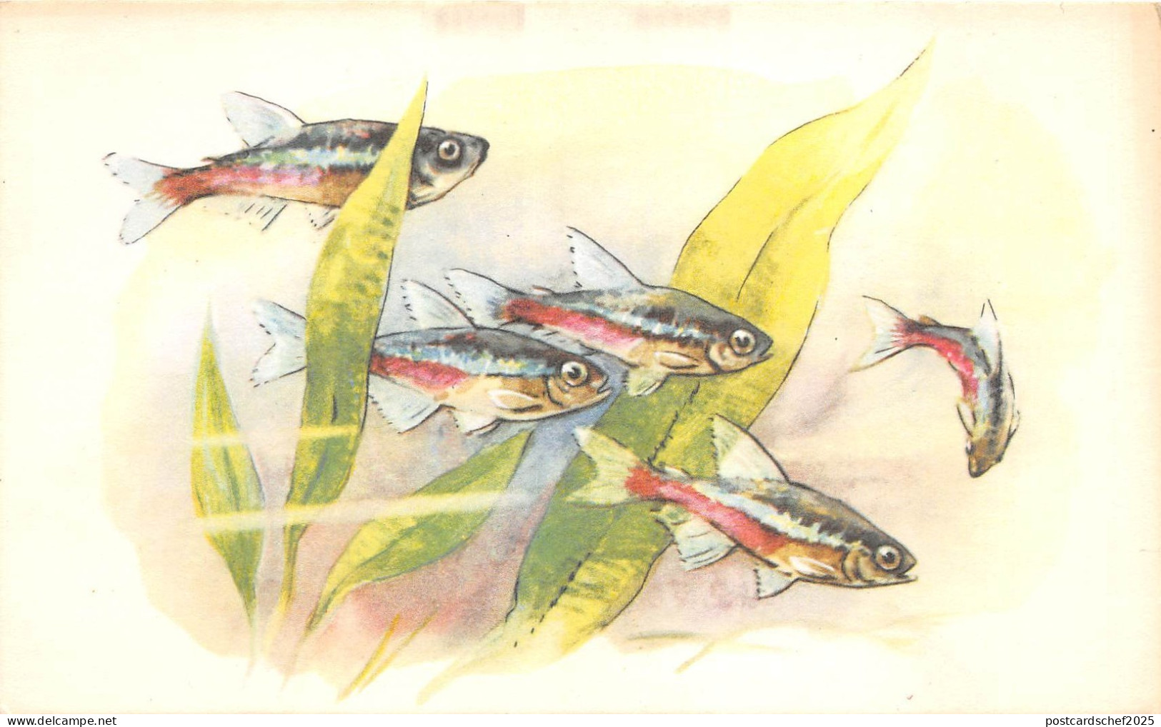 B27604 Poissons Fish  Russia