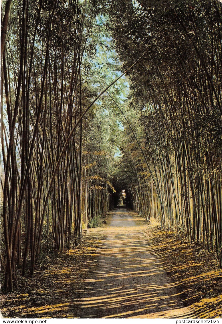 B31542 Saint jean du Gard Foret de Bambous geants france