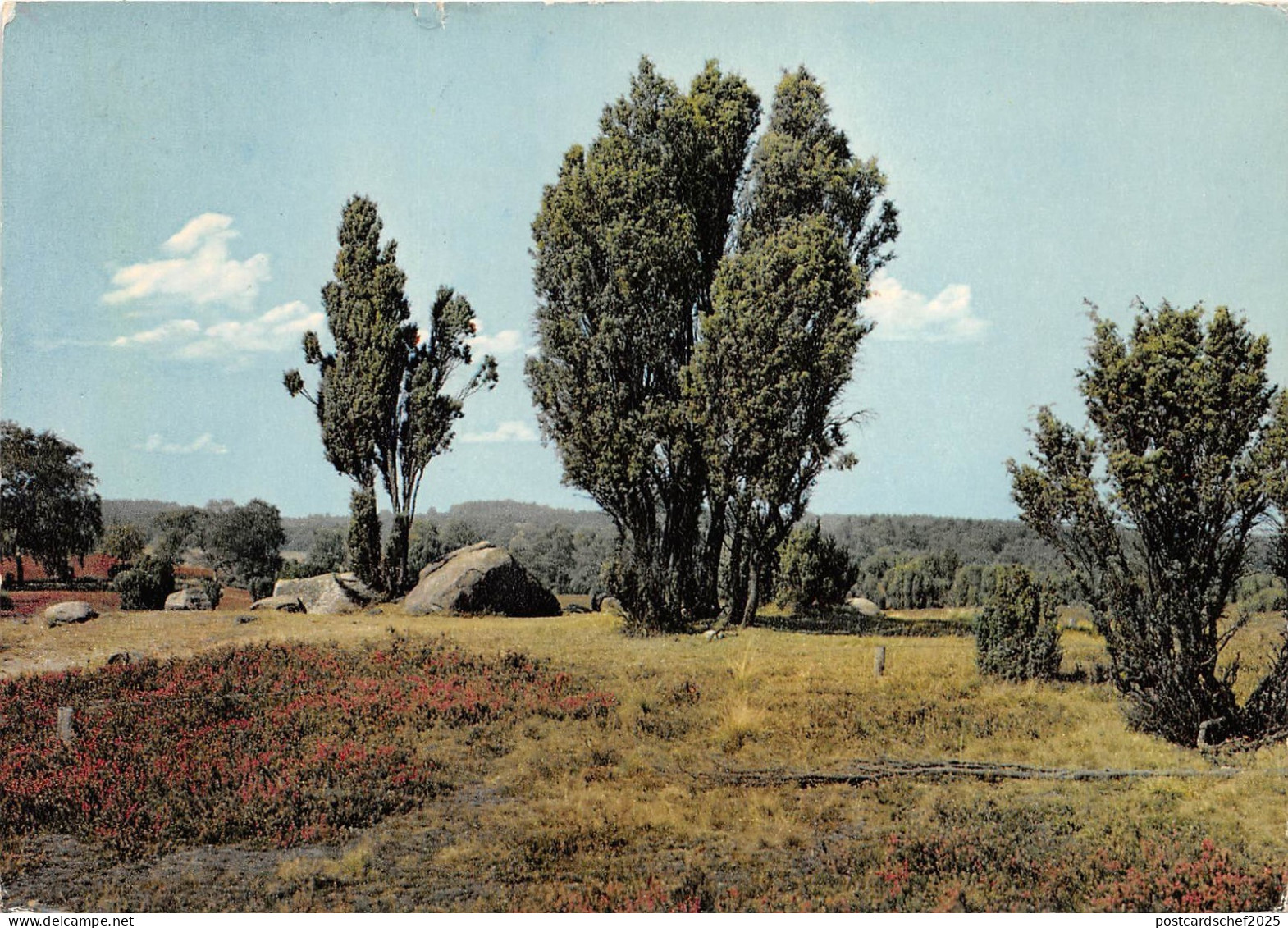 B35639 Luneburger Heide  germany