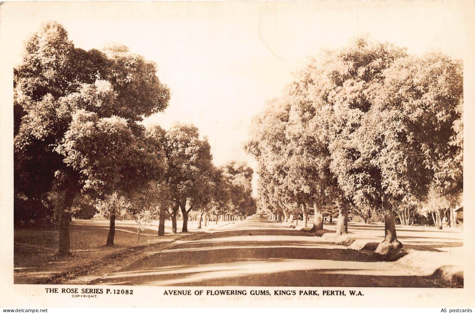 B401 Australia Avenue of Flowering Gums King's Park Perth WA RPPC postcard