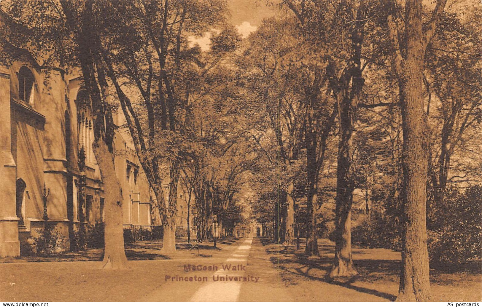 B515 US McCosh Walk Princeton University vintage postcard