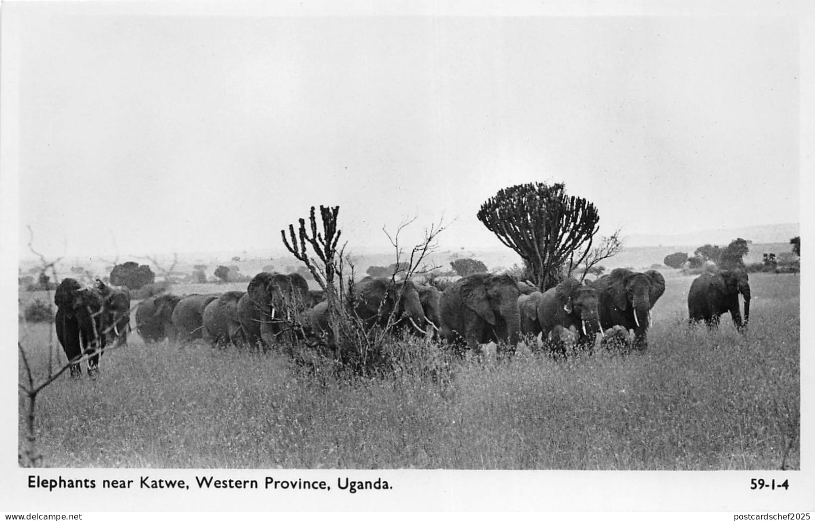 B84735 elephants near katwe western province  uganda