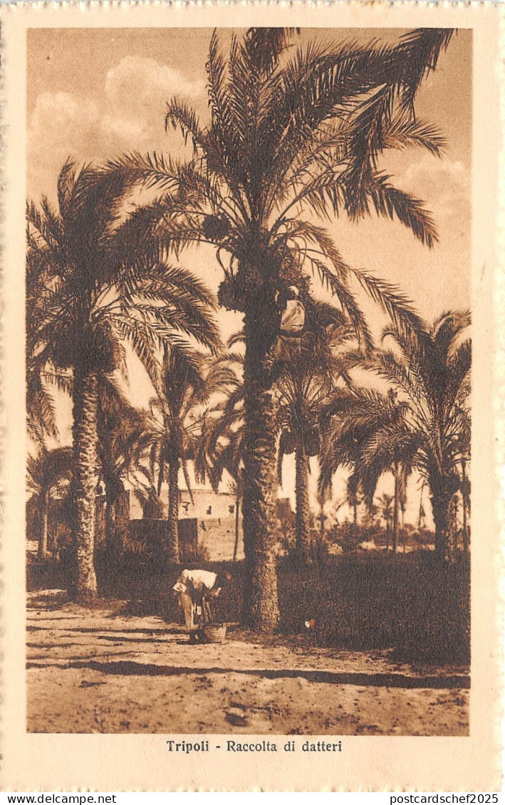 B84826 tripoli raccolta di datteri   libia lybia