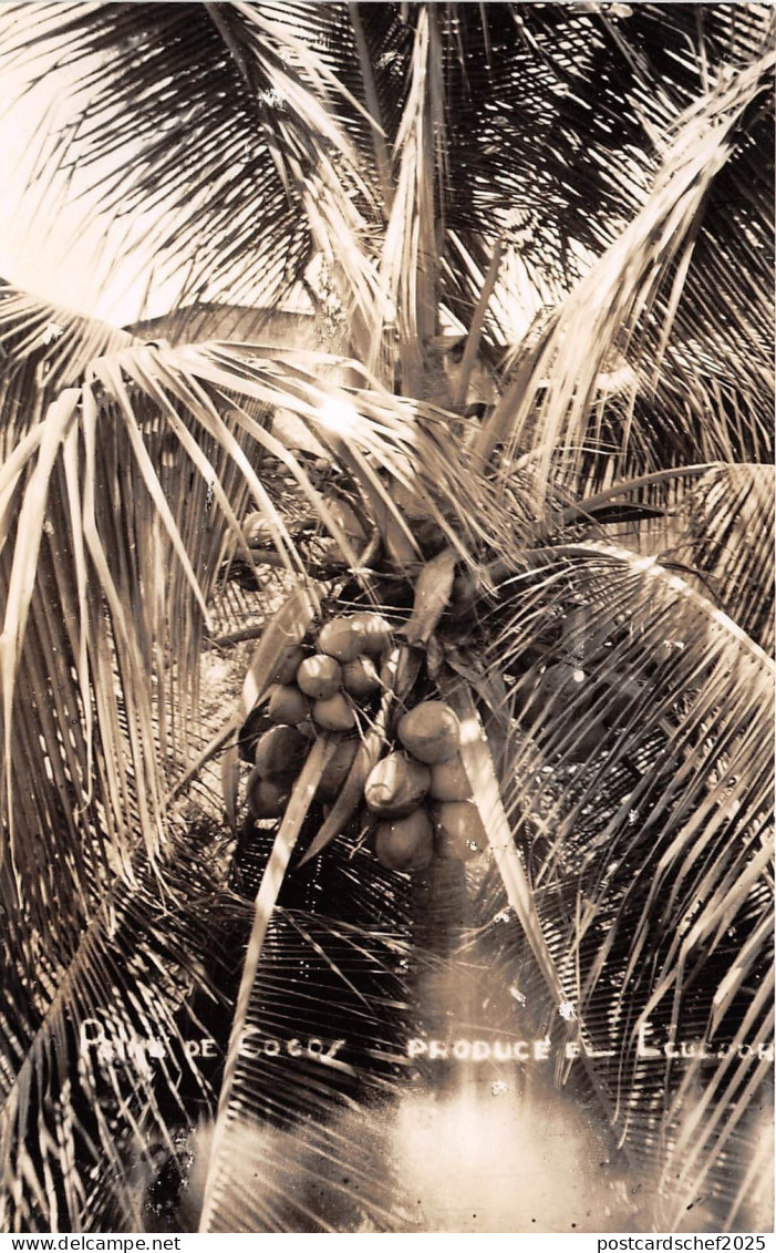 B84904 coco  ecuador