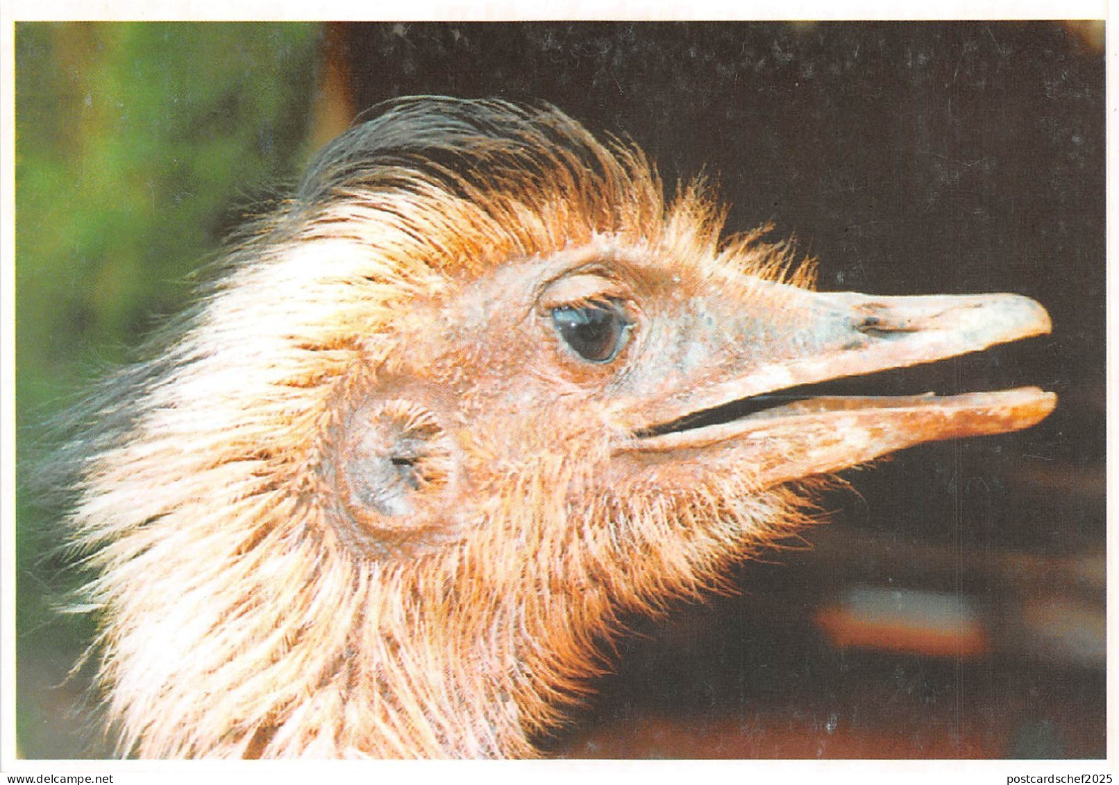 B8992 Oiseaux Birds Testa de Avestruz Paraguay