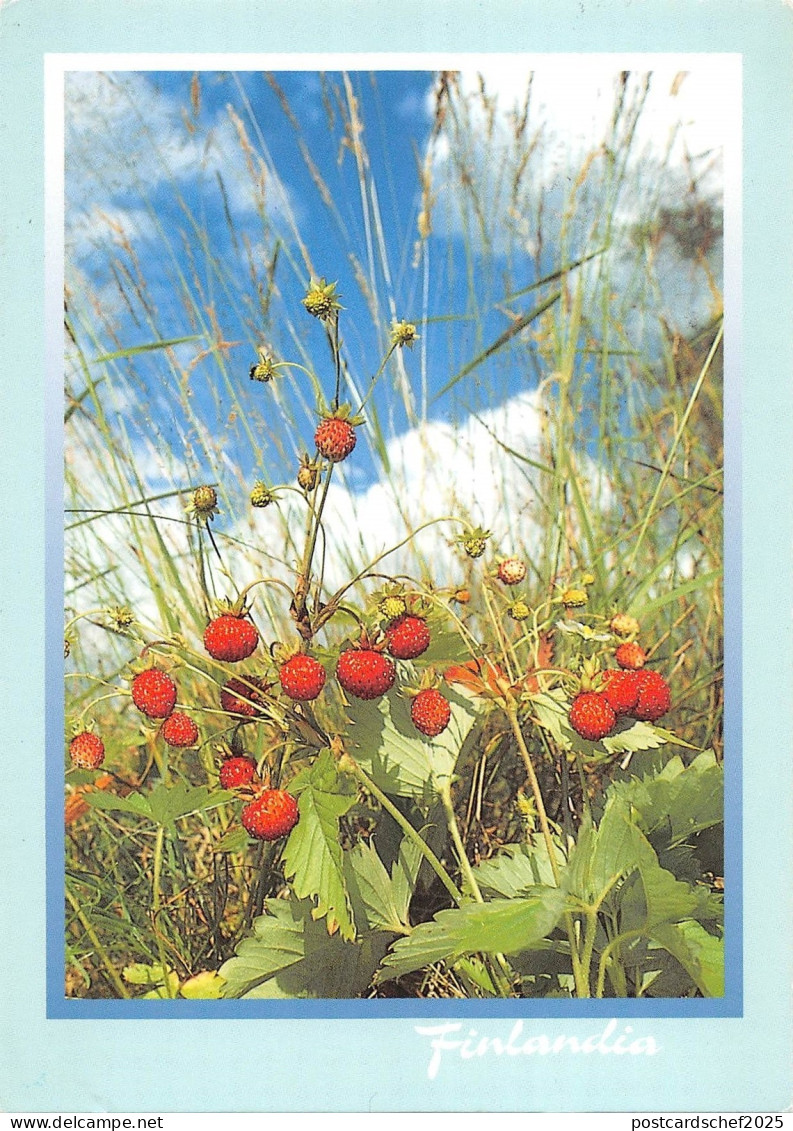 B96427 finlandia suomi finland Strawberry