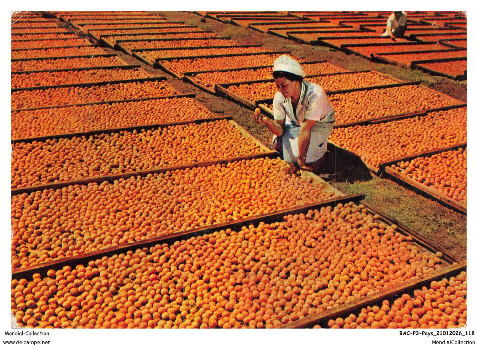 BACP3-0237-BOTSWANA - BECHUANALAND - Drying apricots