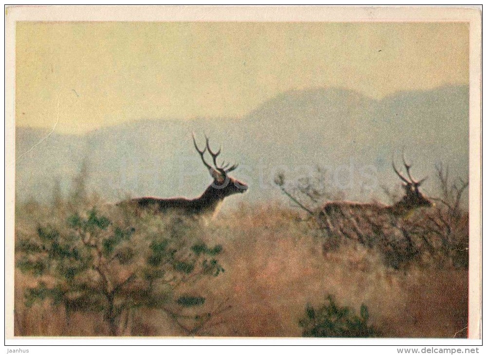 Bactrian deer - Cervus elaphus bactrianus - 1958 - Tajikistan USSR - unused