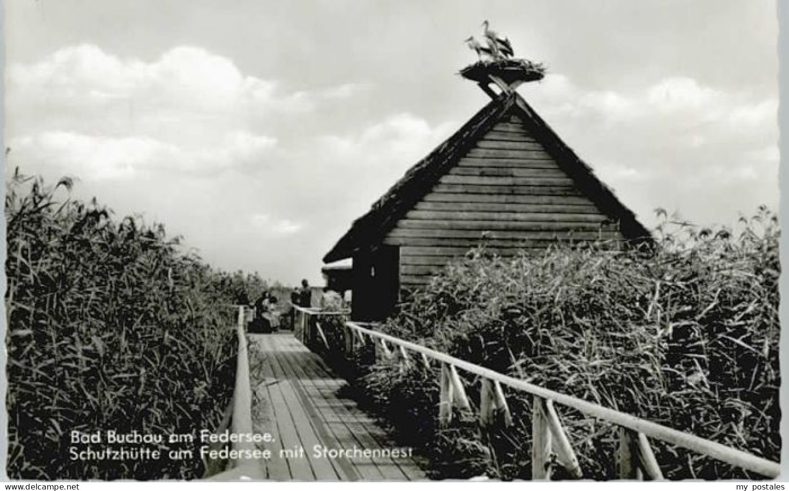 Bad Buchau Federsee Schutzhuette Storchennest