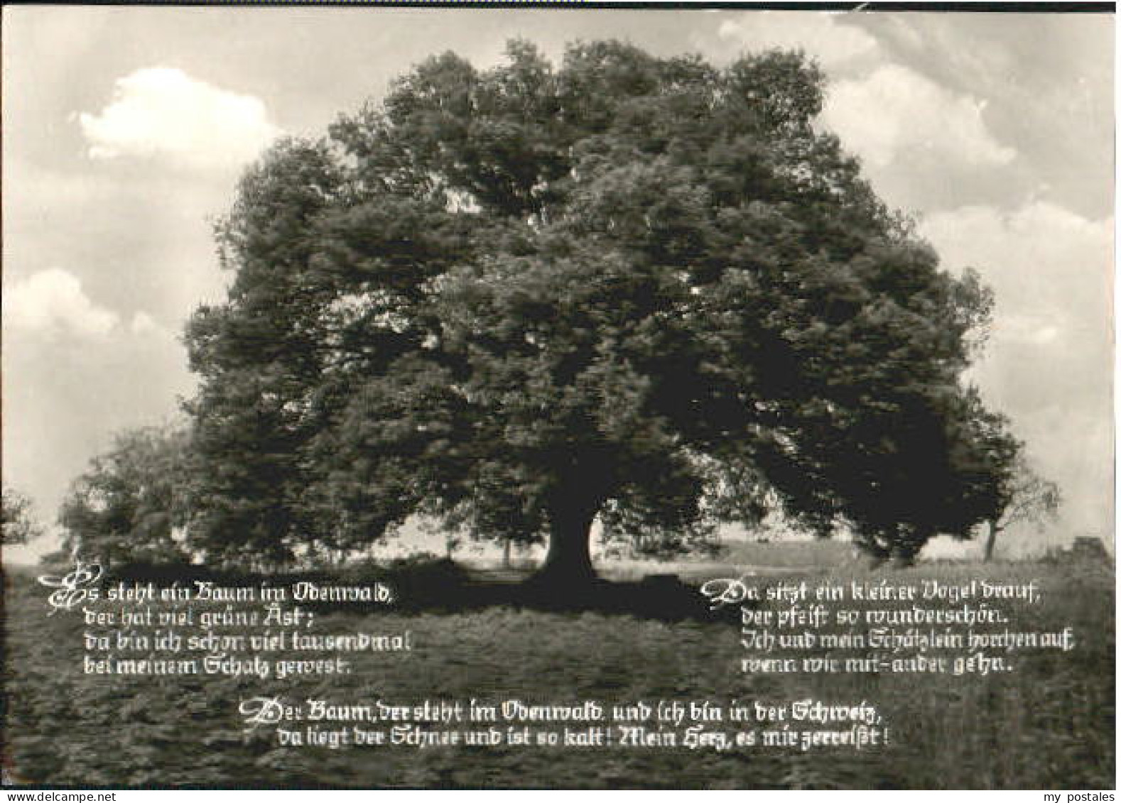 Bad Koenig ieseneiche