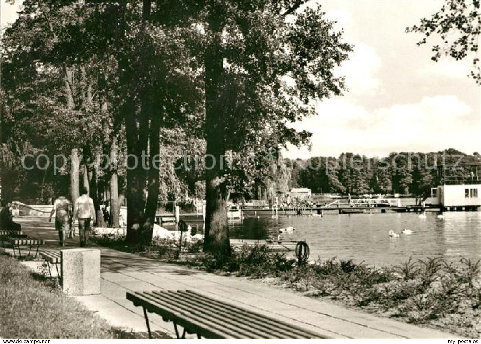 Bad Saarow-Pieskow Schwanenwiese