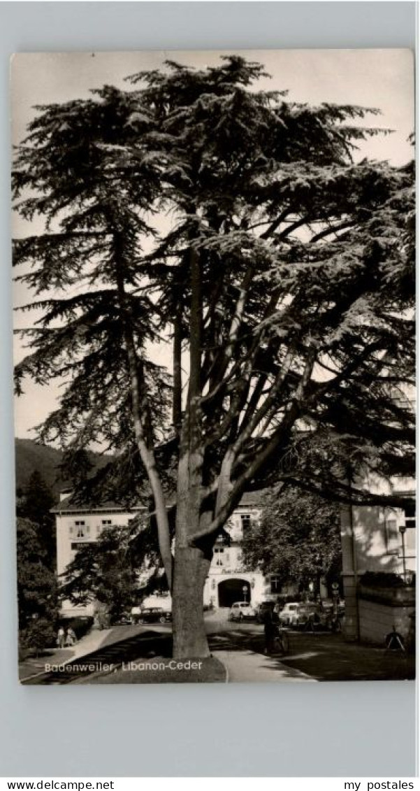 BADENWEILER BW Libanon Ceder
