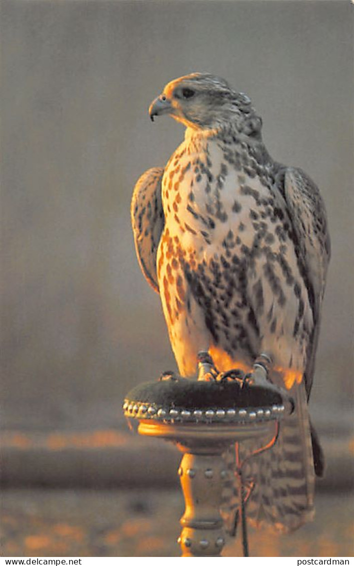 Bahrain - Falcon - Publ. Falcon Cinephoto