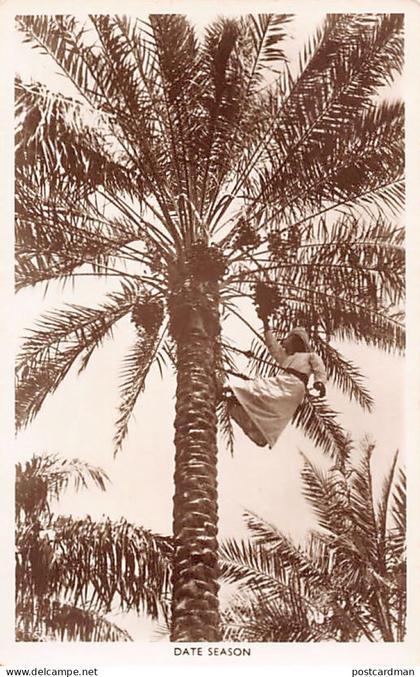 BAHRAIN - Date season - REAL PHOTO
