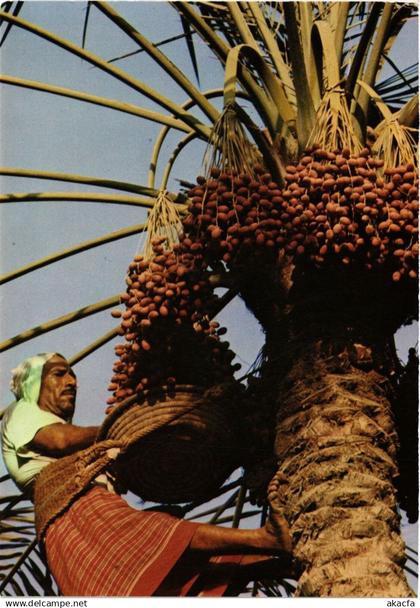 PC BAHRAIN, BAHREIN, HARVESTING THE DATE PALM, Modern Postcard (B3772)