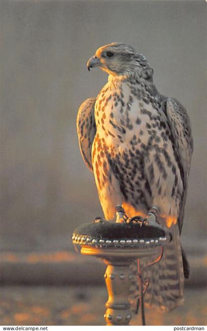 Bahrain - Falcon - Publ. Falcon Cinephoto