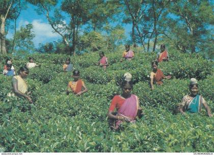 Bangladesh Sylhet Tea Plucking 1982