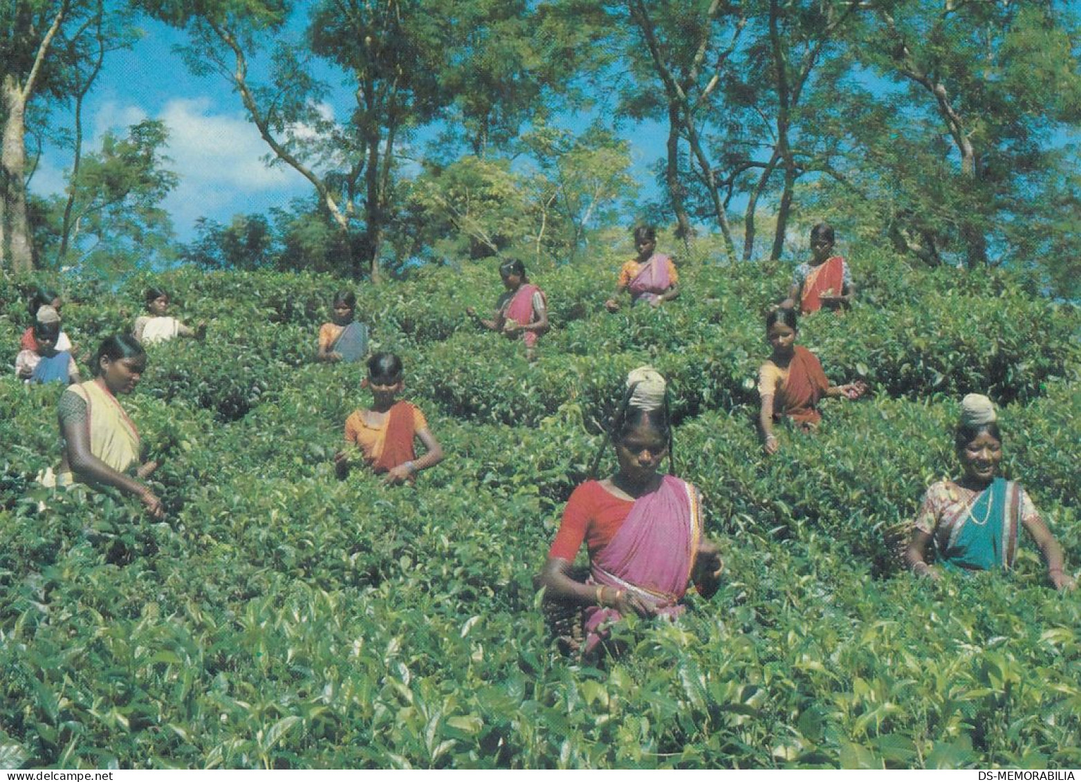 Bangladesh Sylhet Tea Plucking 1982