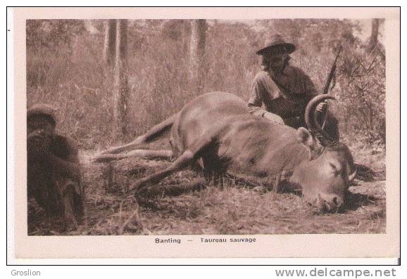 BANTING TAUREAU SAUVAGE (CHASSEUR ET TROPHEE BEAU PLAN)