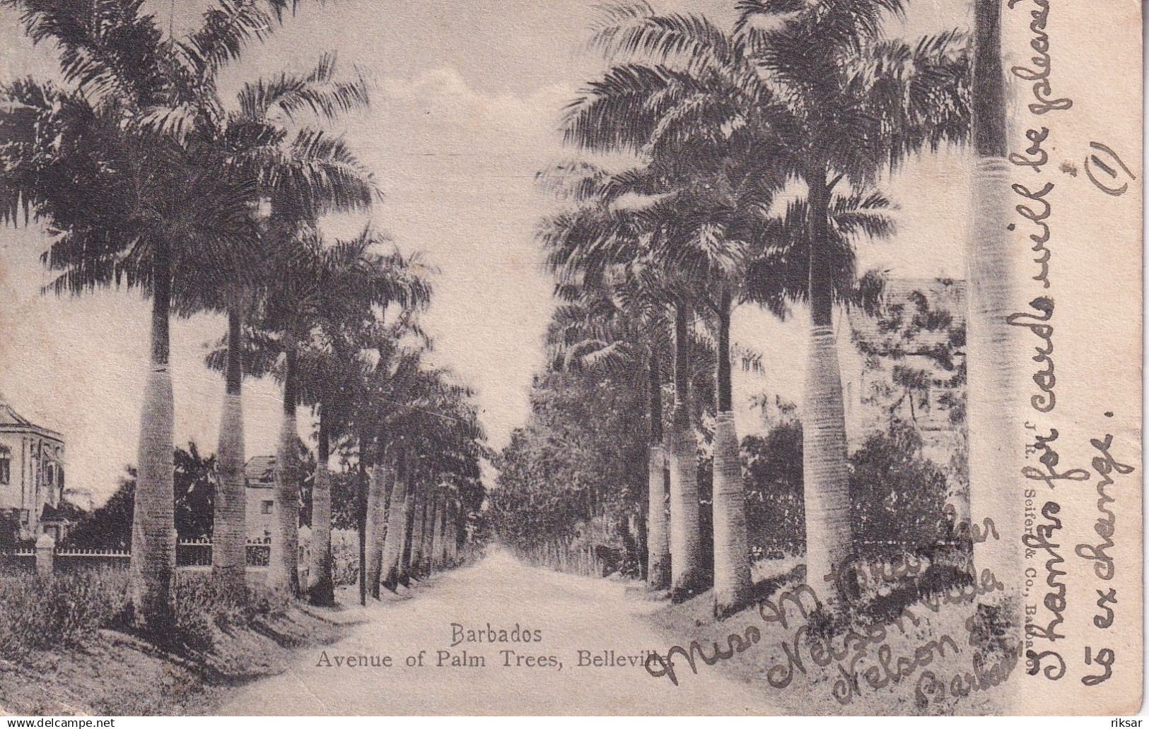 BARBADES(BELLEVILLE) ARBRE