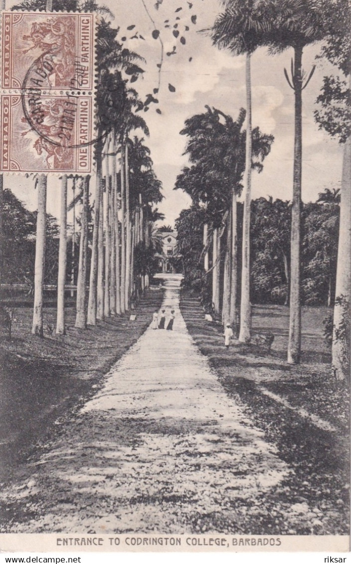 BARBADES(COLLEGE) ARBRE