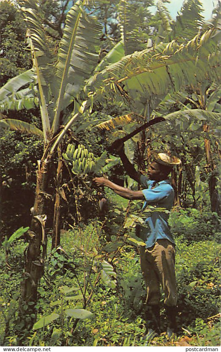 Barbados - Harvesting bananas - Publ. Wayfarer Bookstore