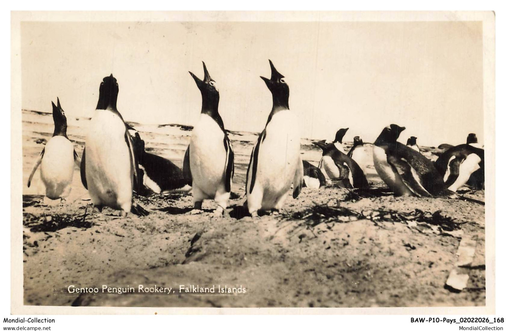 BAWP10-0973-FALKLAND - Gentoo penguin rookery falkland islands