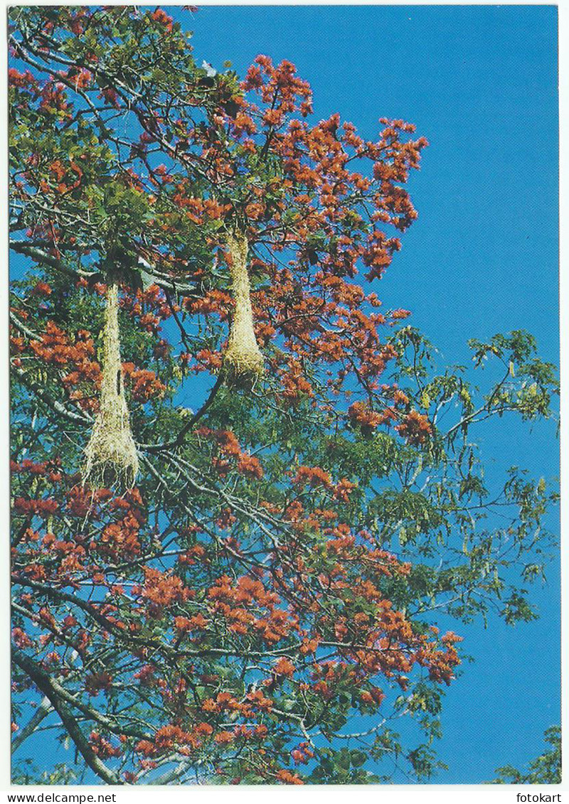 Beauties of Venezuela, Vintage PC, Nests of the Weaver Birds