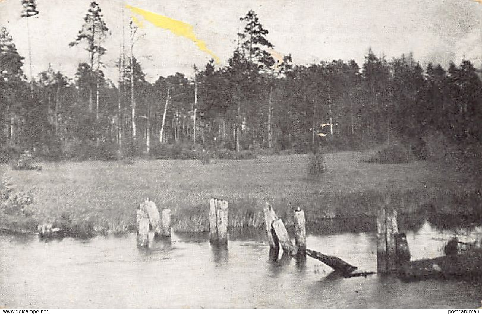 Belarus - Białowieża Forest