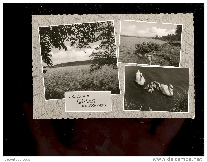 BELAU KREIS PLÖN HOLSTEIN  ( swan cygnes )