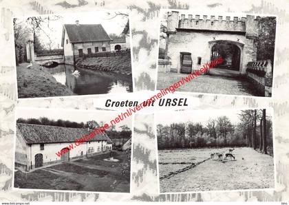 Drongengoed - Ursel Aalter