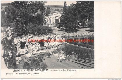 Pelikanen Zoo Antwerpen